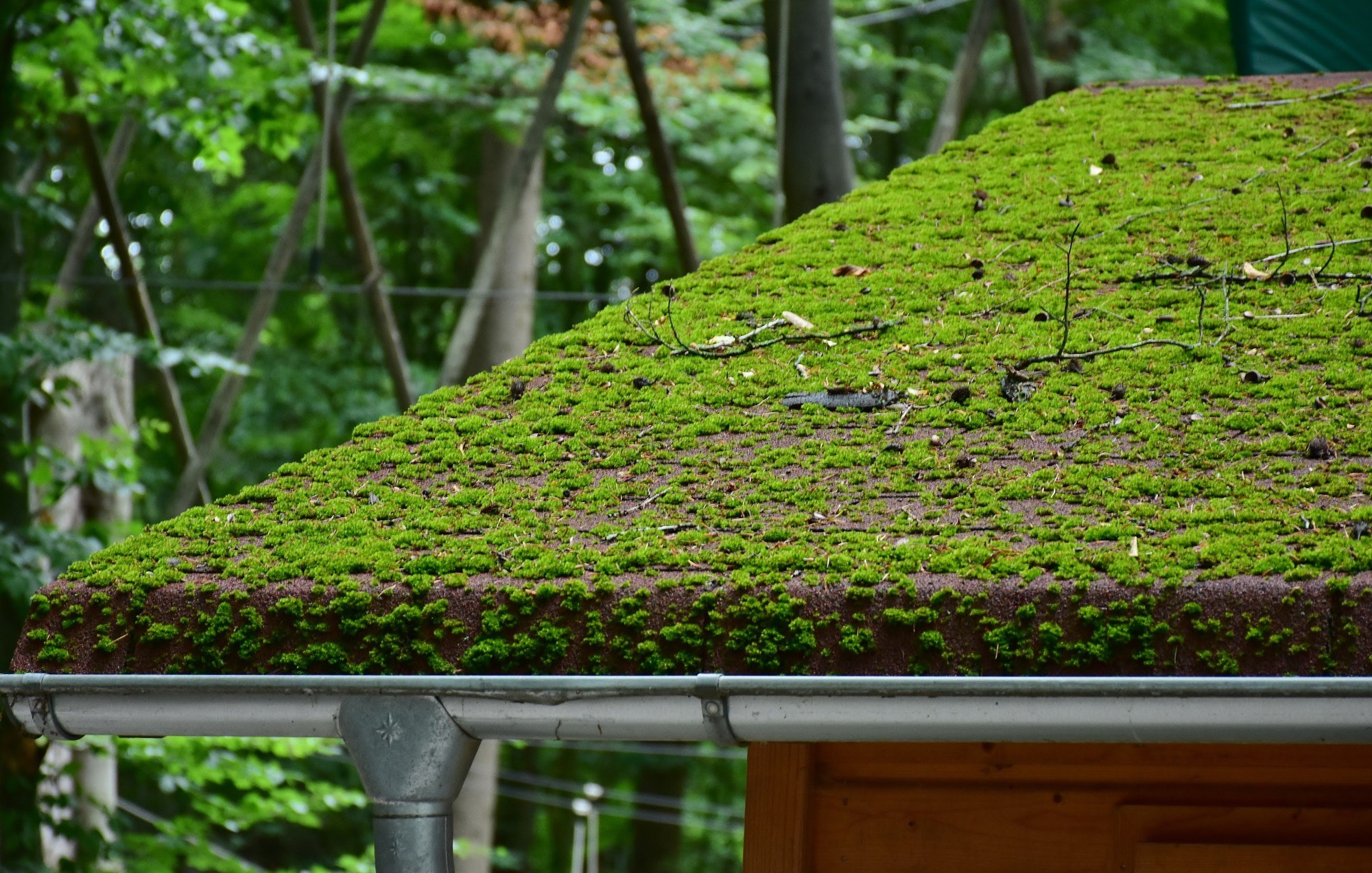 Moss-On-Roof-in-Michigan